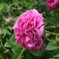 Organic Rose Petal Jam (Gulkand) - 4.06 oz
