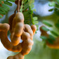 Organic tamarind fruit growing on a tree.