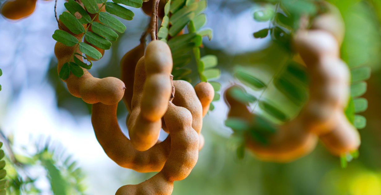 Organic tamarind fruit growing on a tree.